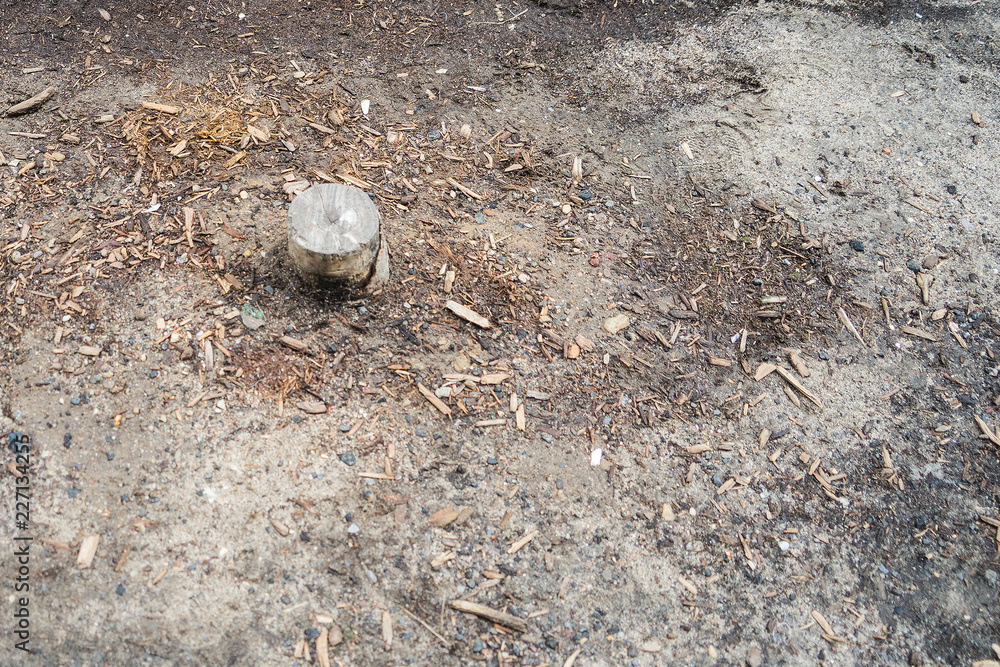 Obraz premium spilled trees. tree felling