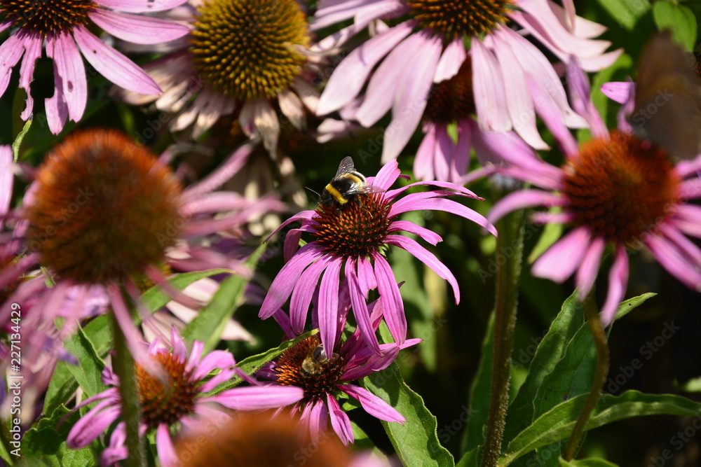 The echinacea flowers The echinacea flowers