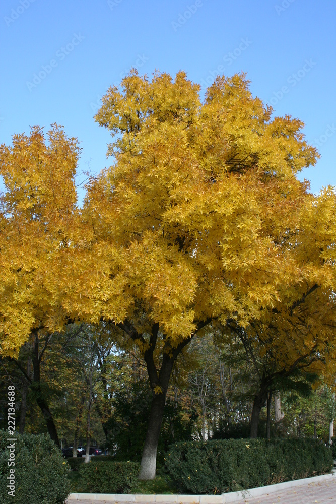 yellow maple tree in autumn