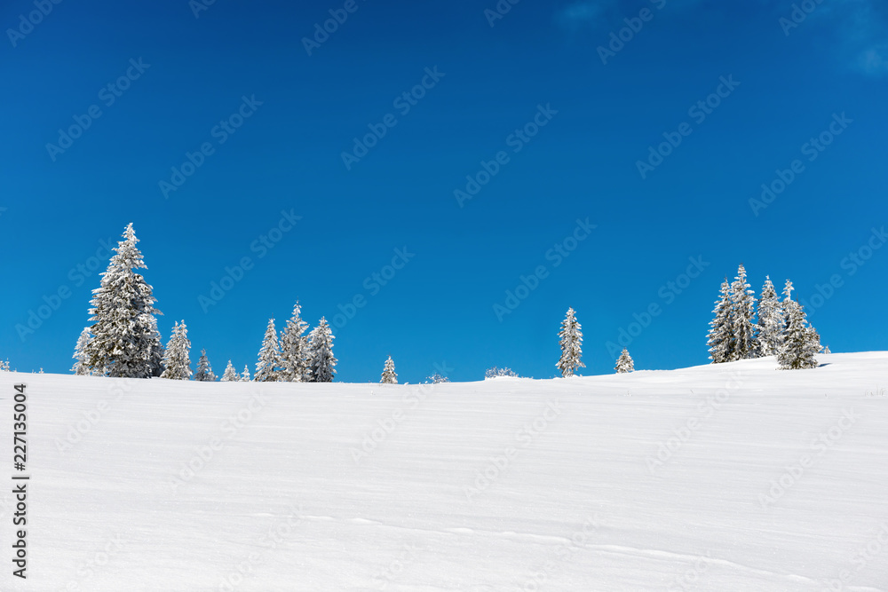 Naklejka premium Winter pine trees in snow with blue sky