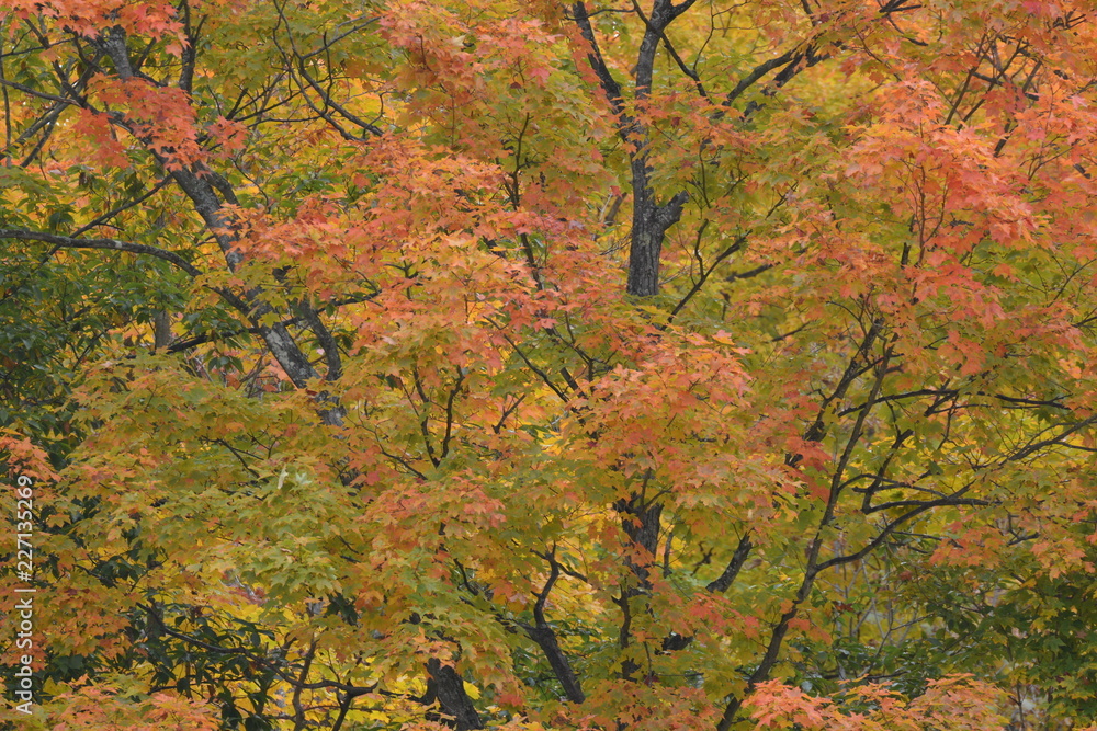 Maple tree fall colors