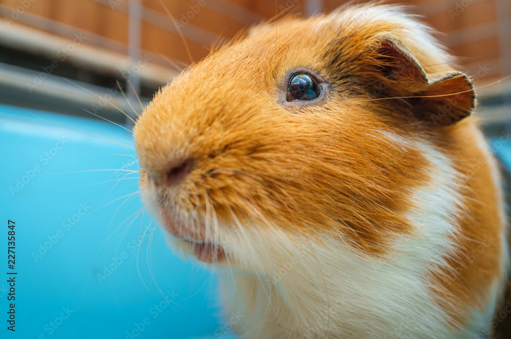 Guinea Pig Cage Guinea Pig Cage