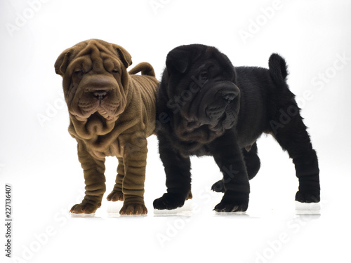 Photographie portrait studio de deux chiens Shar-Pei de couleur noir et sable sur fond blanc venant de chine