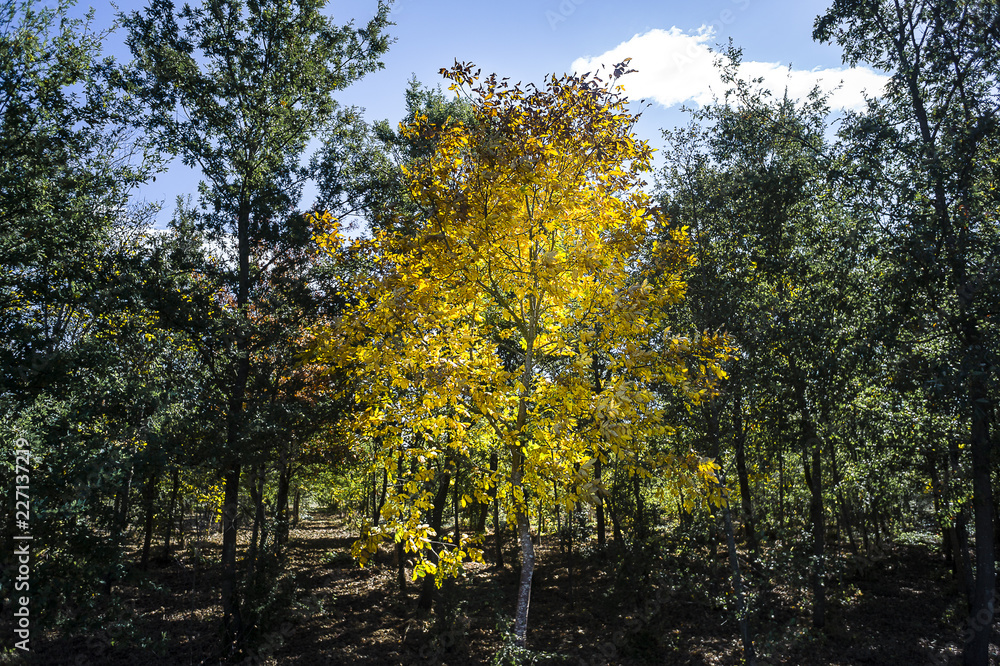 albero dorato albero dorato
