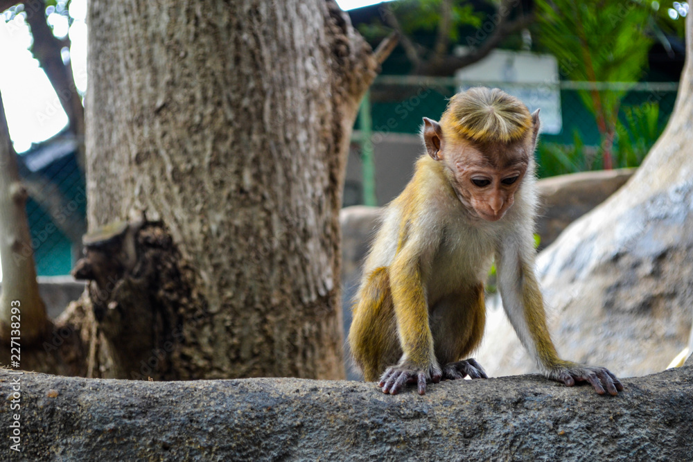 Monkeys in Sri Lanka