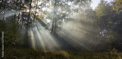 Morning freshness in a beautiful autumn face, a ray of sunshine passes through the branches of redays at dawn © maykal