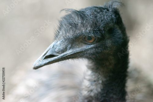 Emu bird looking at camera