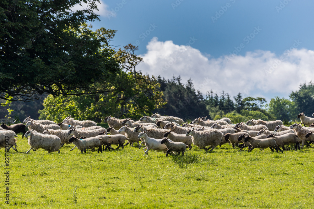 Cumnock, Ayrshire, Scotland, UK - June 18, 2012: Bucolic scene of flock of white sheep running on green pasture backed by darker green trees under blue sky wiht white clouds.