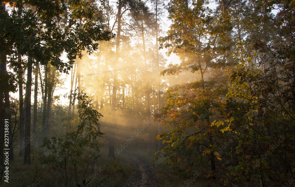 Obraz premium Morning freshness in a beautiful autumn face, a ray of sunshine passes through the branches of redays at dawn