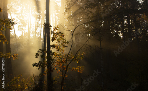 Morning freshness in a beautiful autumn face  a ray of sunshine passes through the branches of redays at dawn