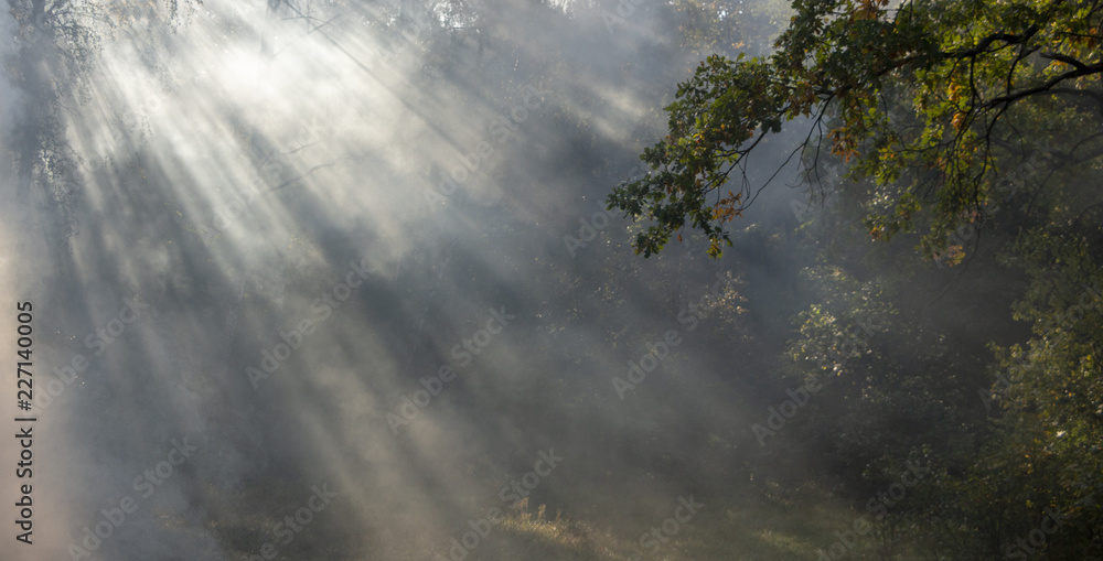 Morning freshness in a beautiful autumn face, a ray of sunshine passes through the branches of redays at dawn Morning freshness in a beautiful autumn face, a ray of sunshine passes through the branches of redays at dawn