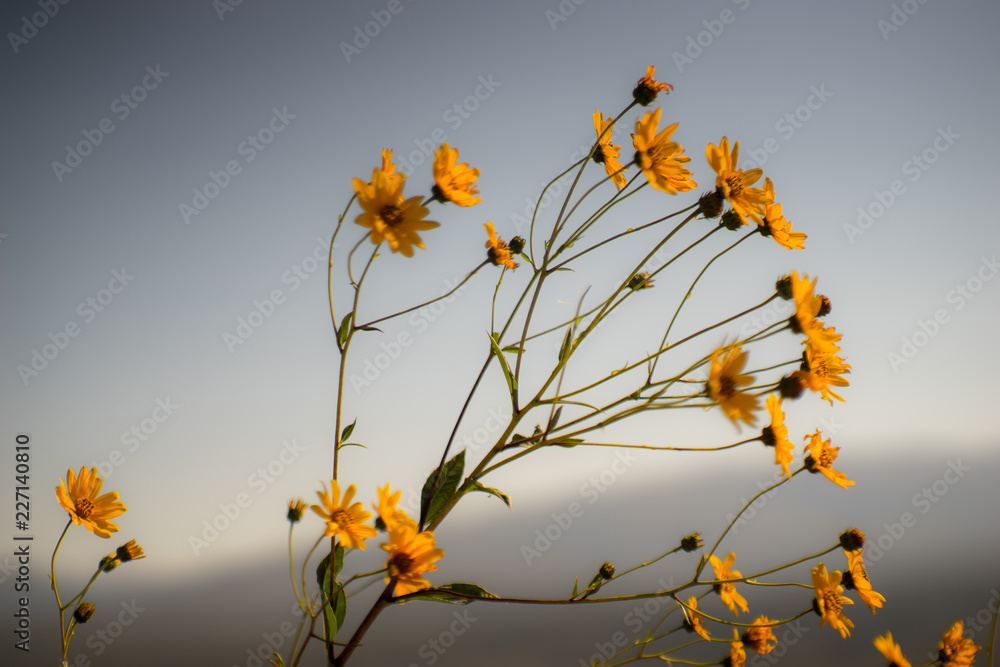 Flowers on the meadow, late summer, bokeh, northern Croatia, Mediterranean Flowers on the meadow, late summer, bokeh, northern Croatia, Mediterranean