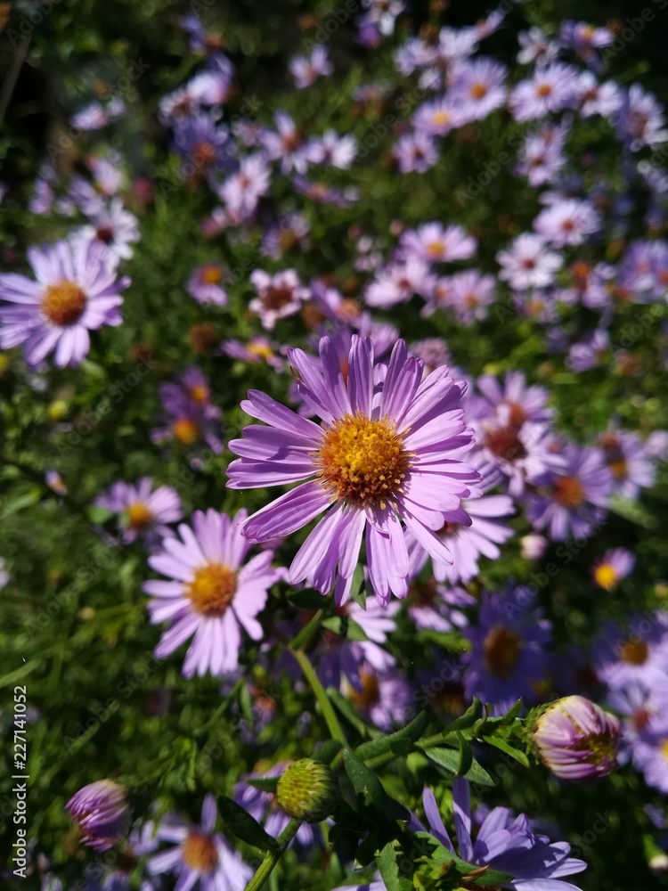 flora flora