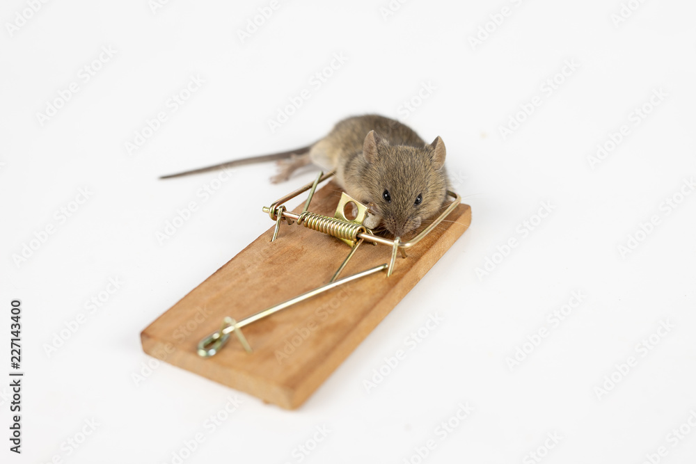 The Mouse Is Caught On The Mousetrap. Killing Mice In Households