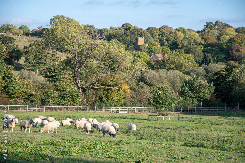 Sheep on pasture in front of autumn trees and village church in Oxfordshire, England Sheep on pasture in front of autumn trees and village church in Oxfordshire, England