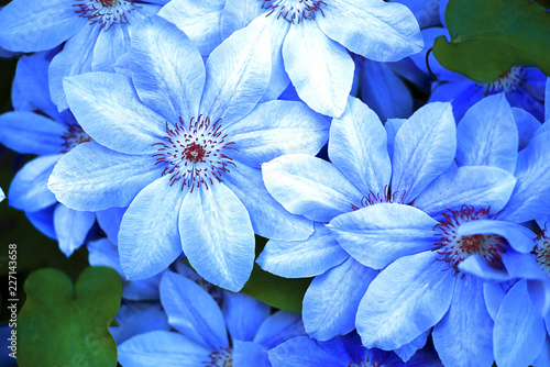blue flowers closeup natural background, beautiful blue flower