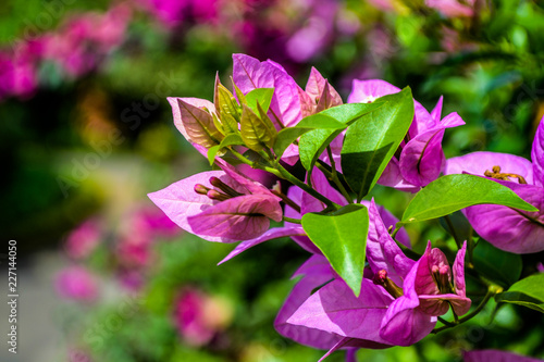 pink flower in botanical garden Kandy