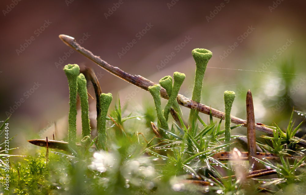 Green moss in the morning light. macro close-up Green moss in the morning light. macro close-up