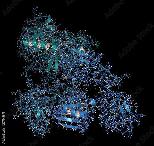 Foto Plasminogen plasmin precursor protein