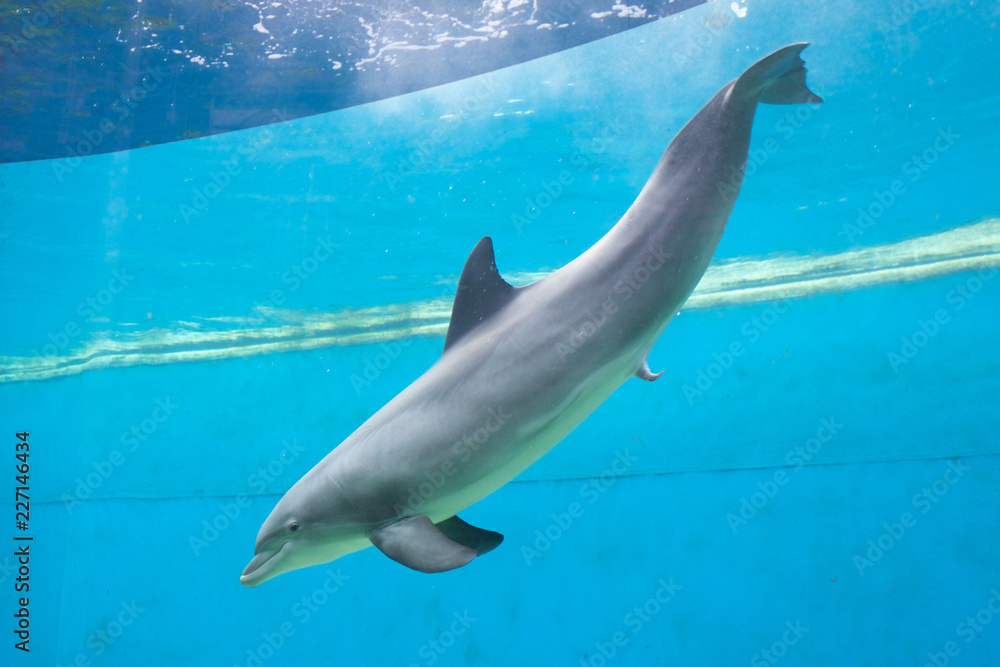 Fototapeta premium Dolphin