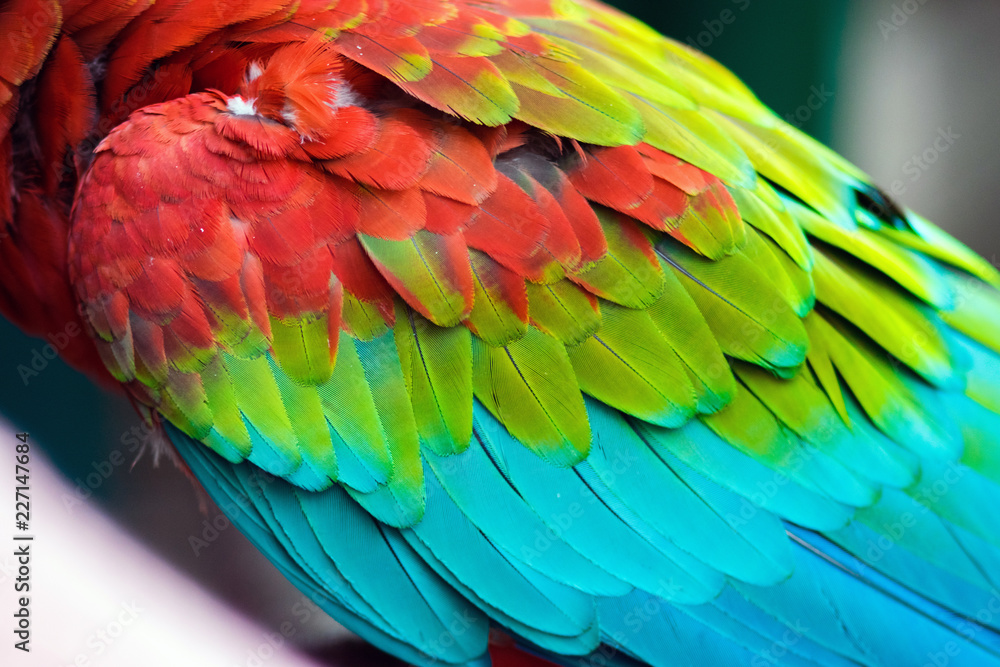 Obraz premium Colorful feathers of a Scarlet Macaw