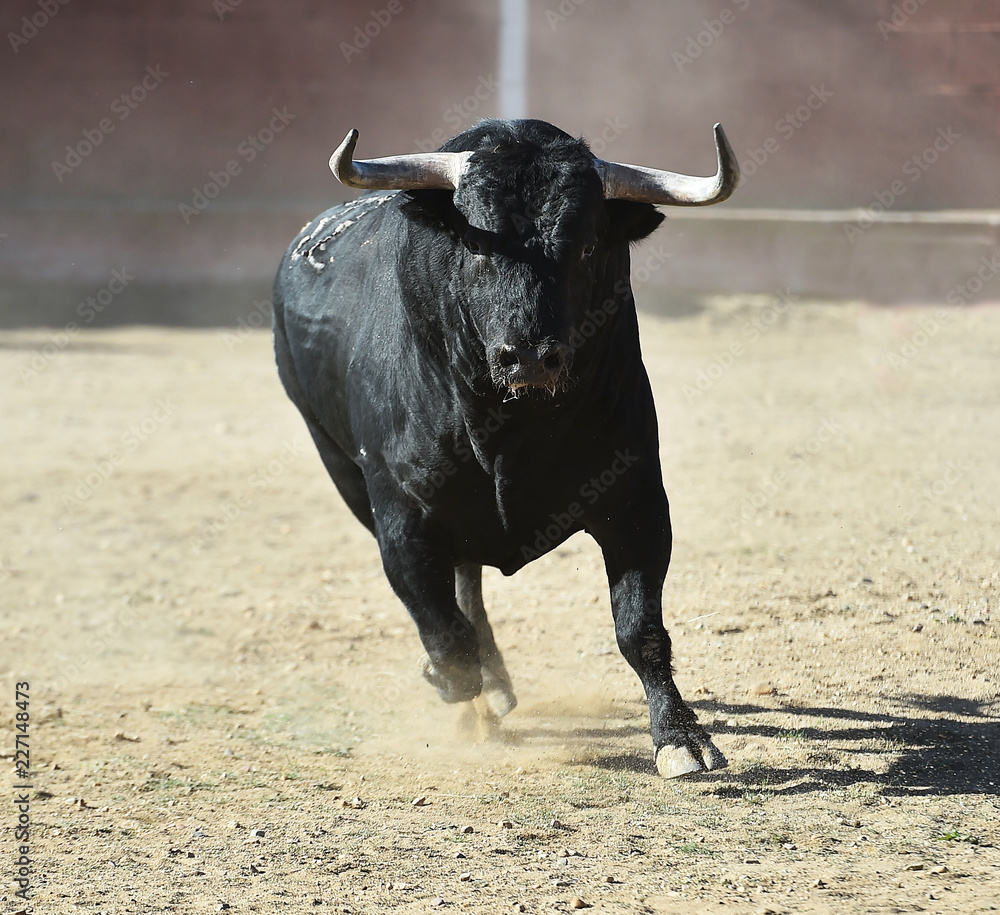 big bull in spain