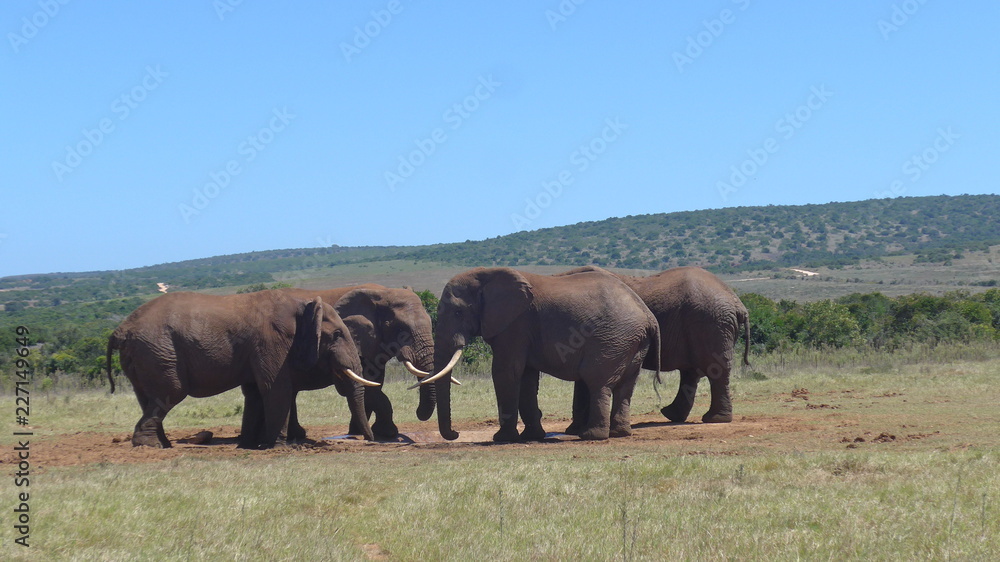 Fototapeta premium Elefants at a water hole in the wilderness of Africa