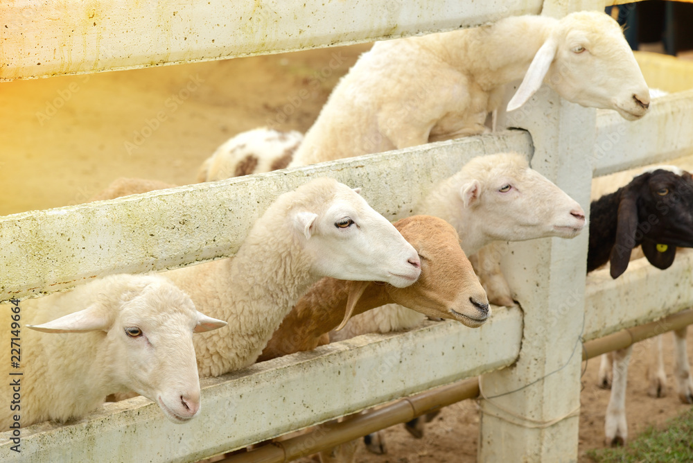 The sheep at the farm are poking their heads out to wait for food from the shepherds. The sheep at the farm are poking their heads out to wait for food from the shepherds.