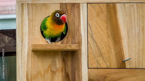 cute and colorful lovebird agapornis fischery perching on the breeding box photo