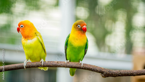 pair of lovebird agapornis fischery perching on the branch