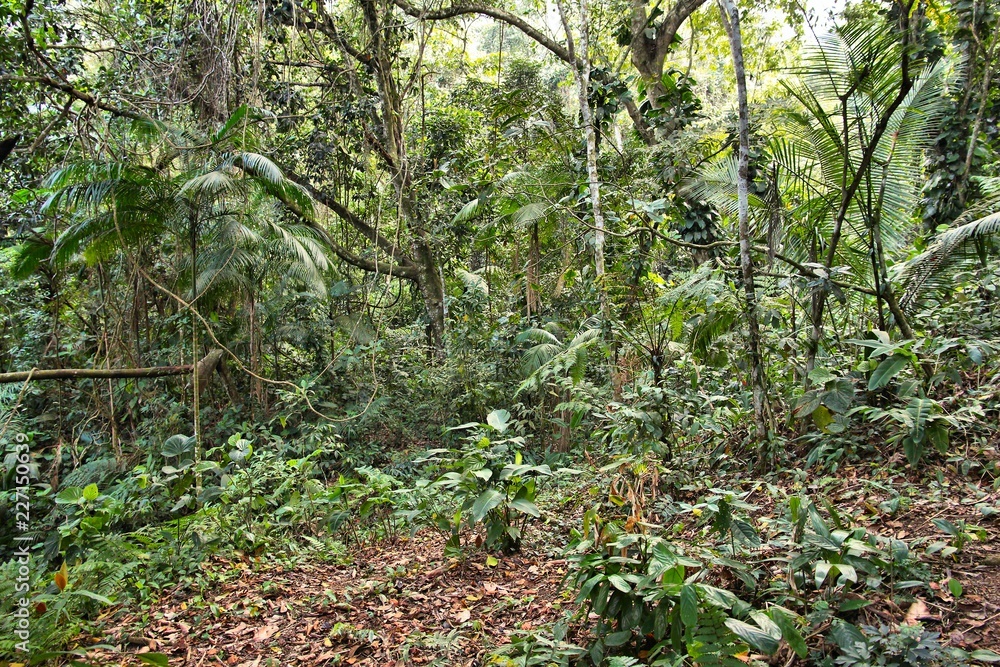 Brazil jungle