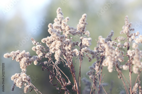 flowers in spring