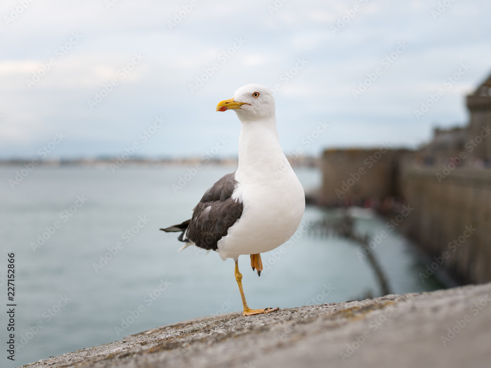 Lesser black backed gull standing on one foot on the wall of Saint Malo Lesser black backed gull standing on one foot on the wall of Saint Malo