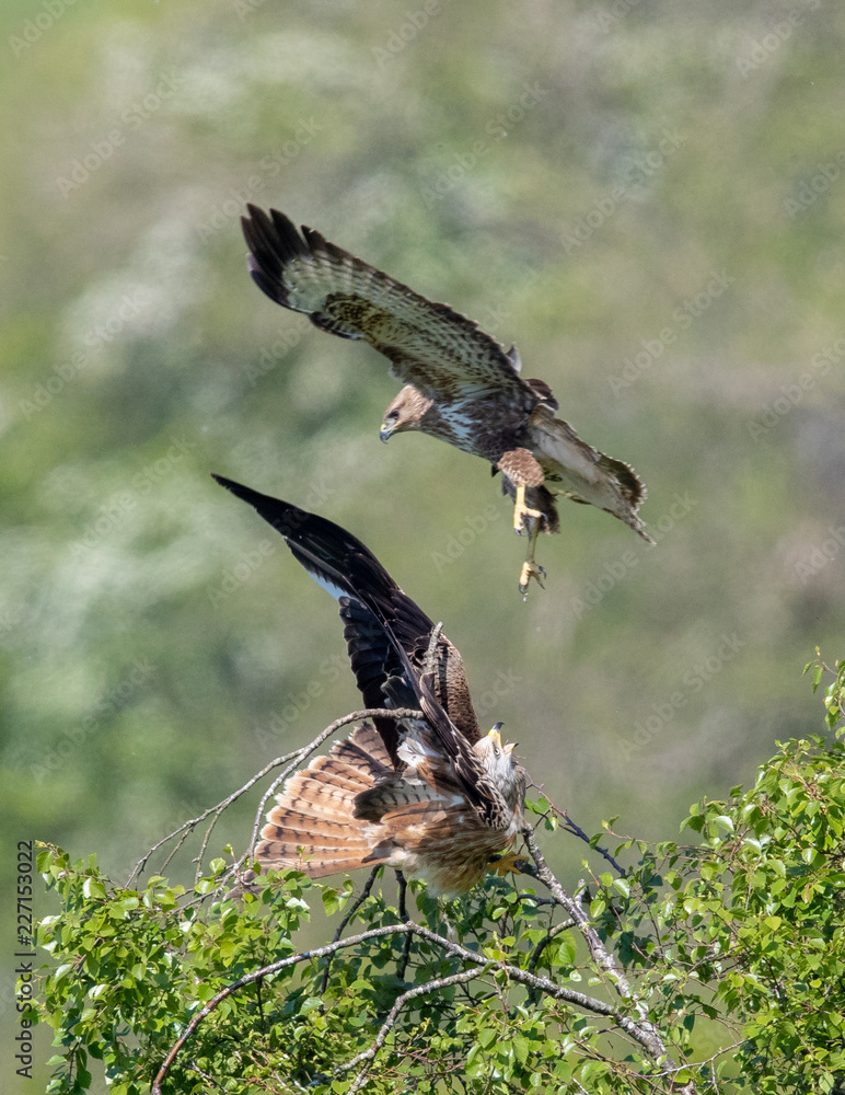 Fototapeta premium Buzzard Attacking Red Kite