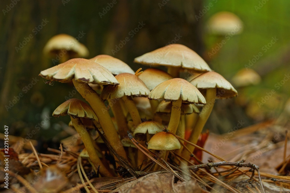 Fototapeta premium many small yellow and brown mushrooms grow on the ground in the forest