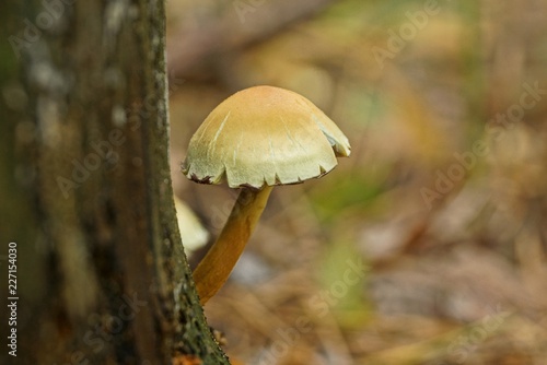 one small yellow brown mushroom on a tree in the forest