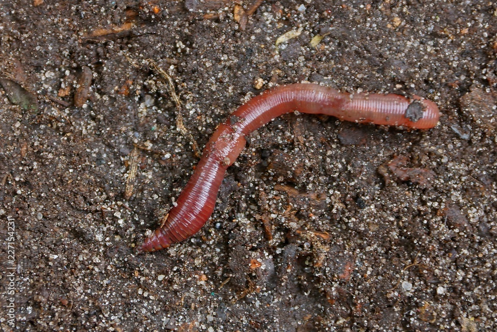 big red long worm on gray ground big red long worm on gray ground