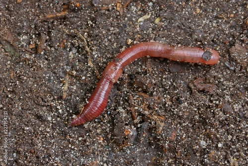 big red long worm on gray ground