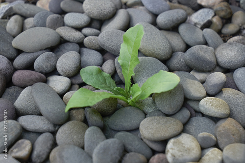 Wallpaper Mural Young green plant or weed with leaves growing out of dry barren stones background. New growth rebirth of regeneration concept showing a young life surrounded by a dark environment. Torontodigital.ca