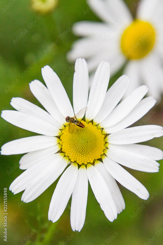 Fototapeta premium White daisy with bee - vertical