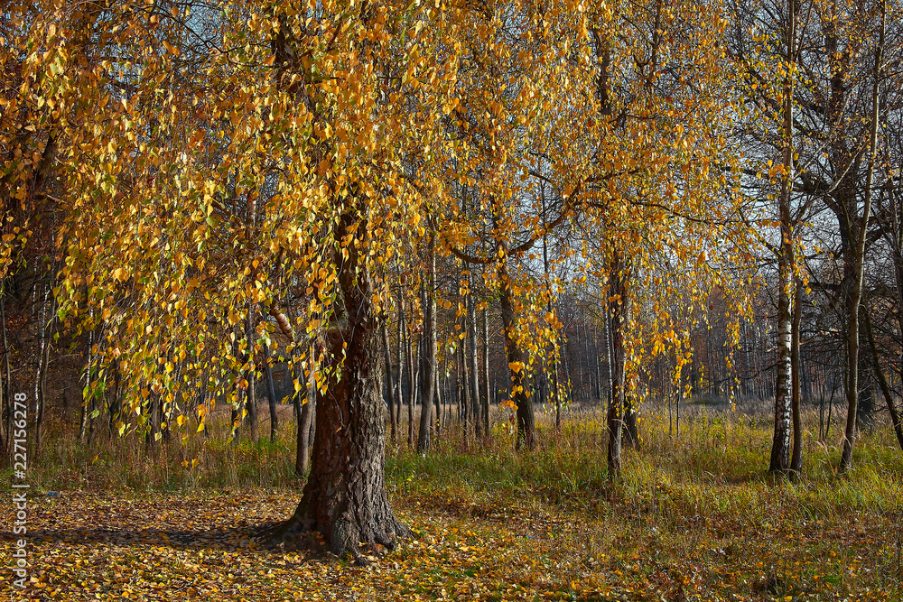 Falling oak leaves on the scenic autumn forest illuminated. Falling oak leaves on the scenic autumn forest illuminated.