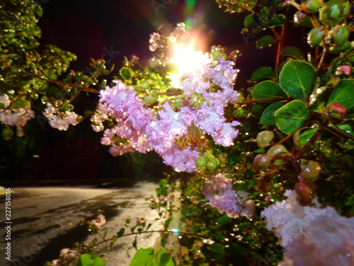 Crepe Myrtle Pink Flowers photo