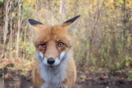 Poor One-Eyed Red Fox Looking at Camera Man