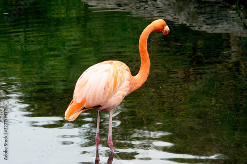 American Flamingo or Caribbean Flamingo  Phoenicopterus ruber 