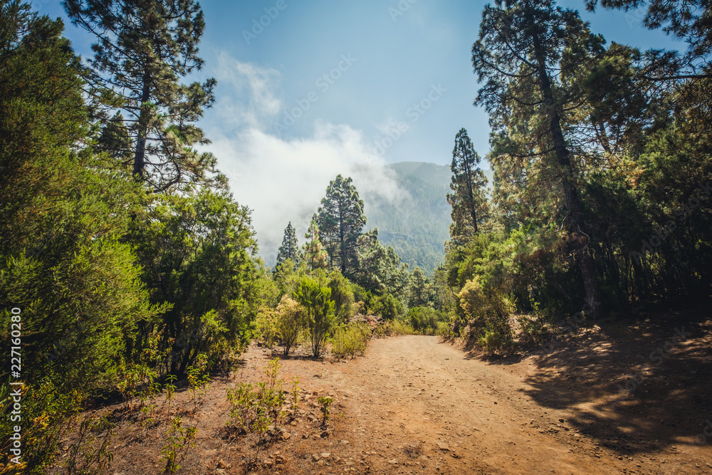 rural road in forest landscape - pathway in wilderness / nature rural road in forest landscape - pathway in wilderness / nature
