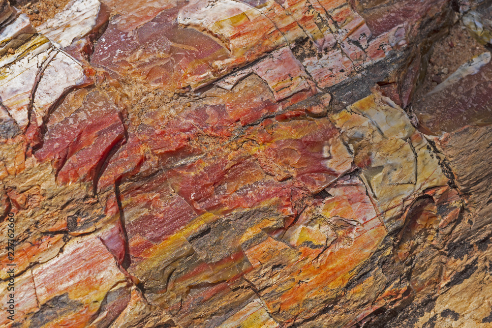 Petrified Rock Close-up