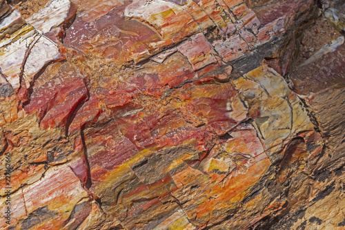 Petrified Rock Close-up