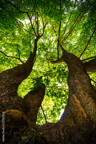 фотографія Big oak tree from underneath