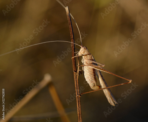 Tuscany, brown locust climbs a blade of a grass