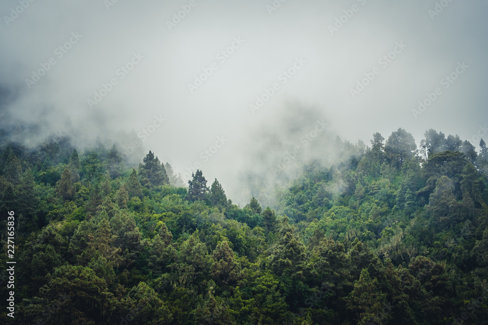 Misty landscape with fir forest in  vintage retro style